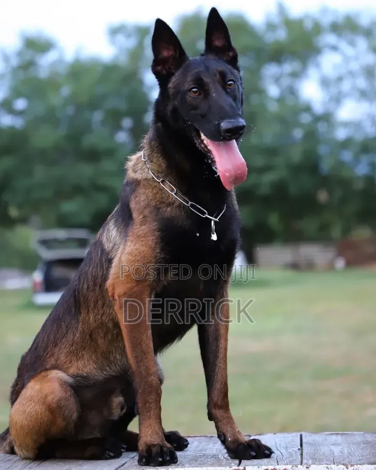 6-12 months Male Purebred Belgian Malinois