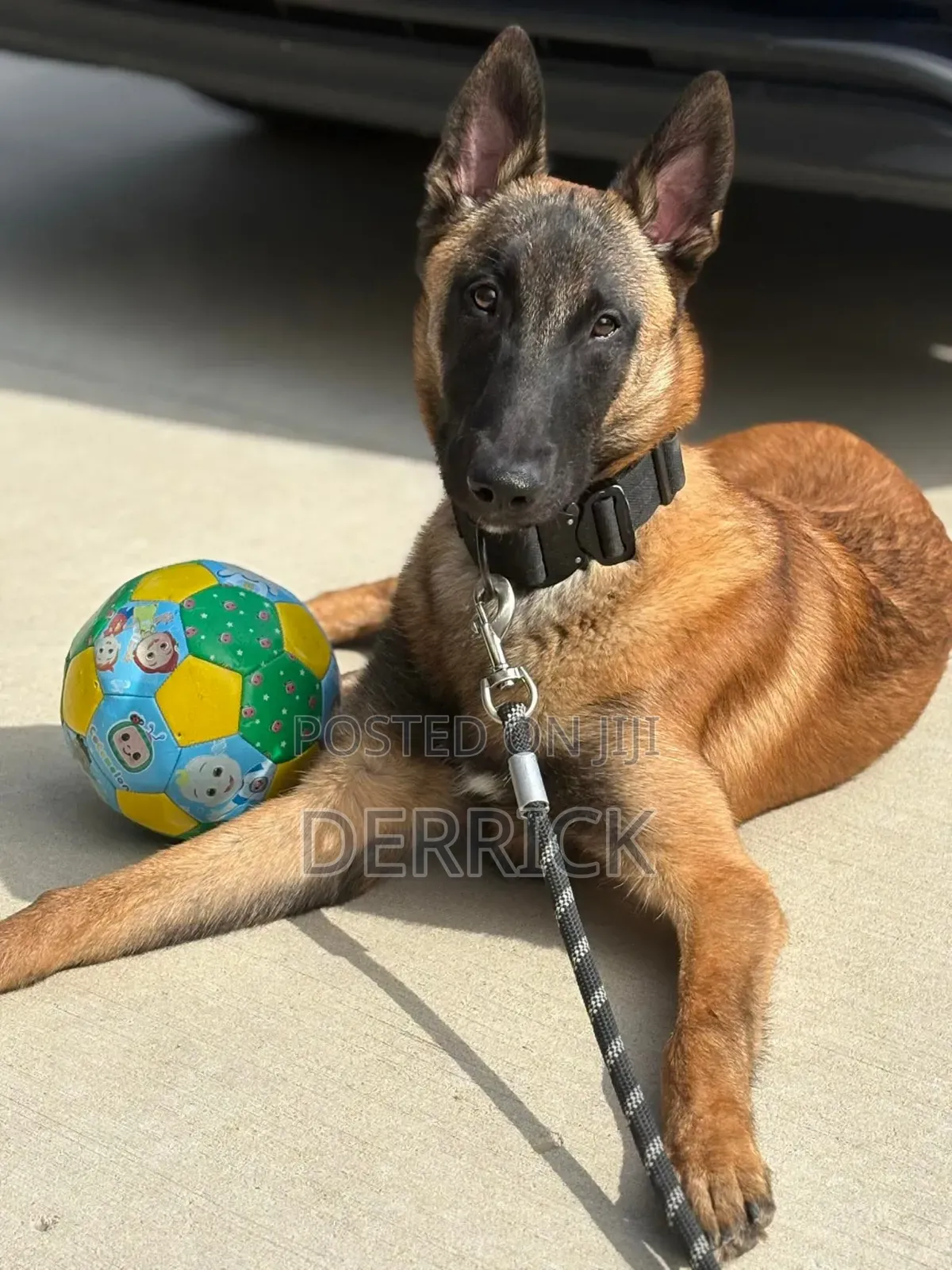 6-12 months Male Purebred Belgian Malinois