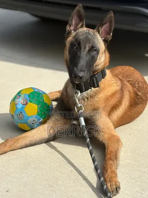 6-12 months Male Purebred Belgian Malinois