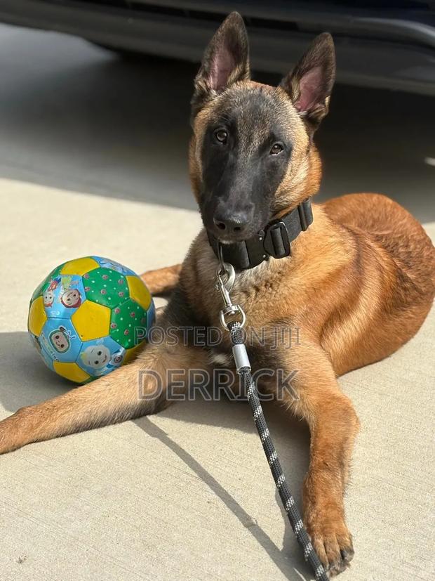 6-12 months Male Purebred Belgian Malinois - thumbnail 3