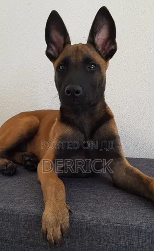 6-12 months Male Purebred Belgian Malinois