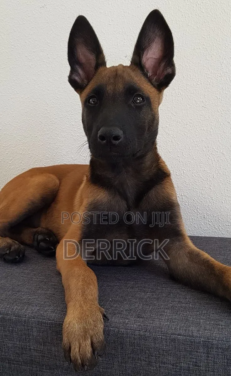6-12 months Male Purebred Belgian Malinois