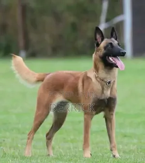 6-12 months Male Purebred Belgian Malinois
