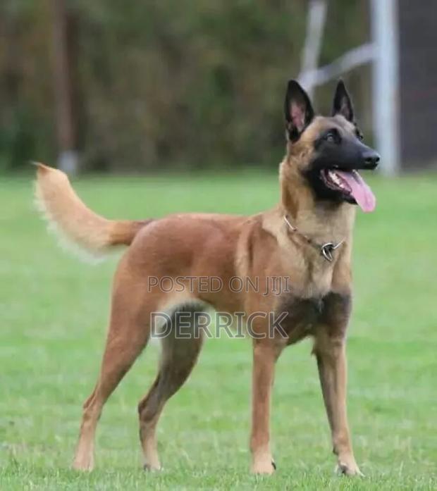 6-12 months Male Purebred Belgian Malinois - thumbnail 5
