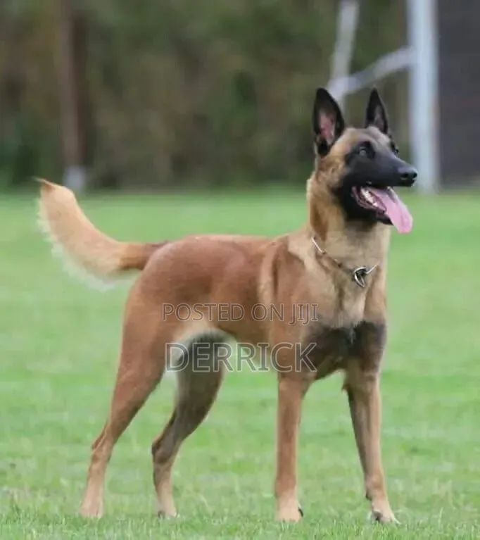 6-12 months Male Purebred Belgian Malinois