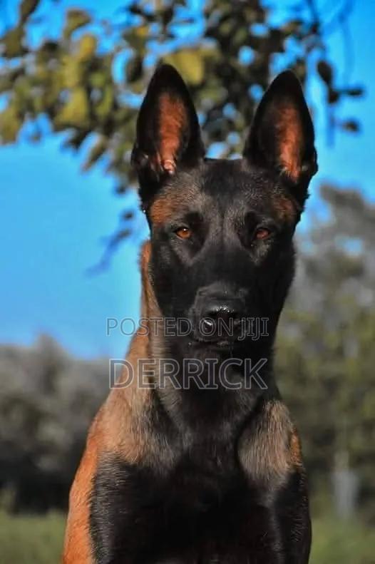 6-12 months Male Purebred Belgian Malinois - thumbnail 6