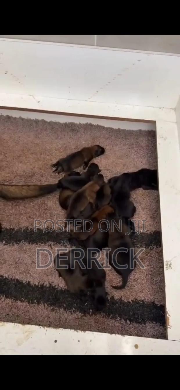 6-12 months Male Purebred Belgian Malinois - thumbnail 7