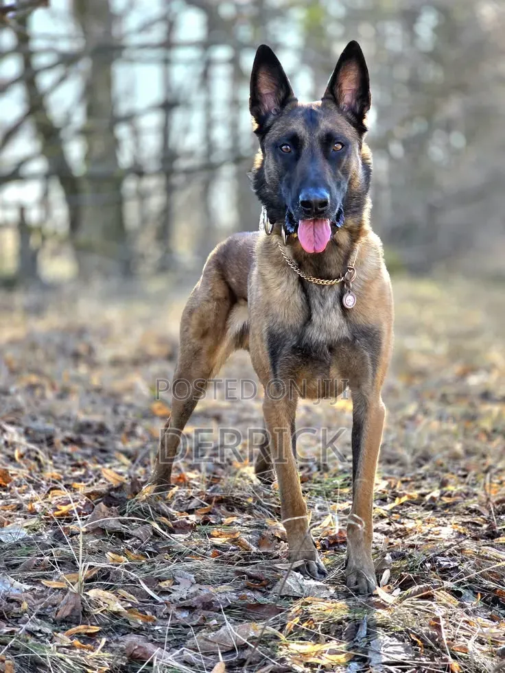 6-12 months Male Purebred Belgian Malinois