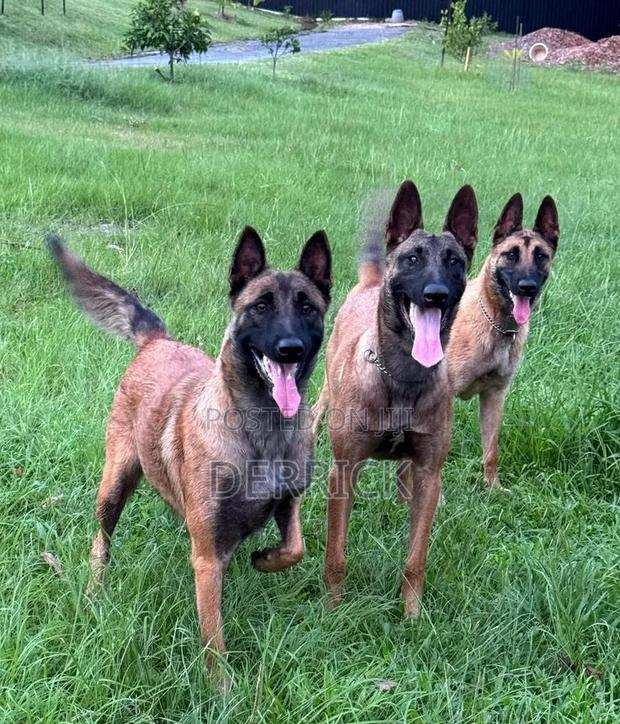 6-12 months Male Purebred Belgian Malinois - thumbnail 9
