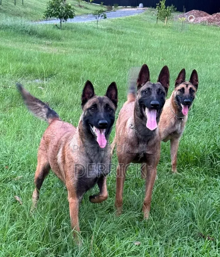 6-12 months Male Purebred Belgian Malinois