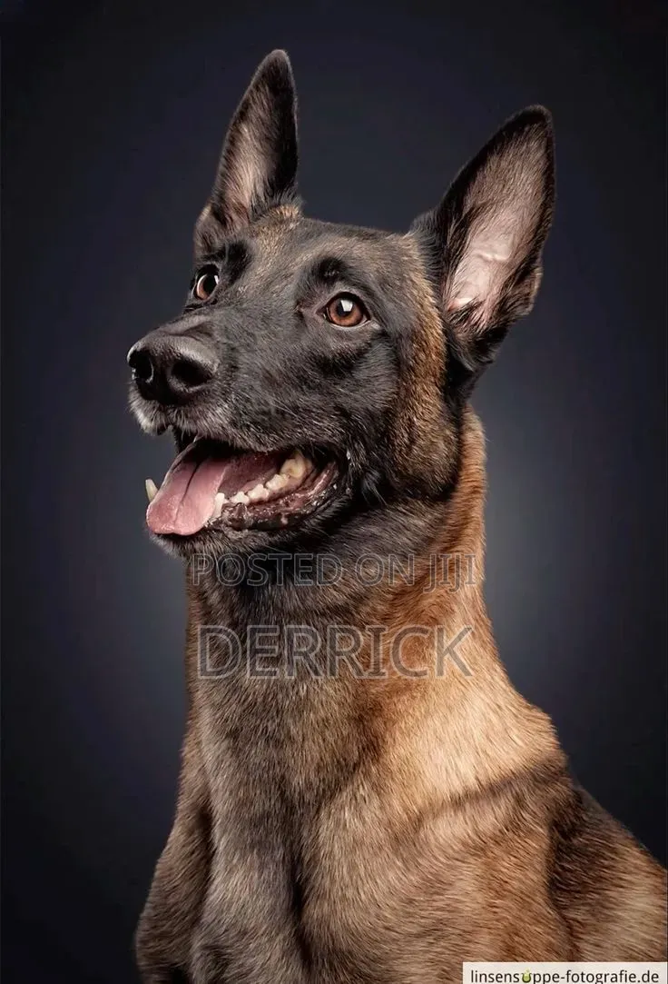 6-12 months Male Purebred Belgian Malinois