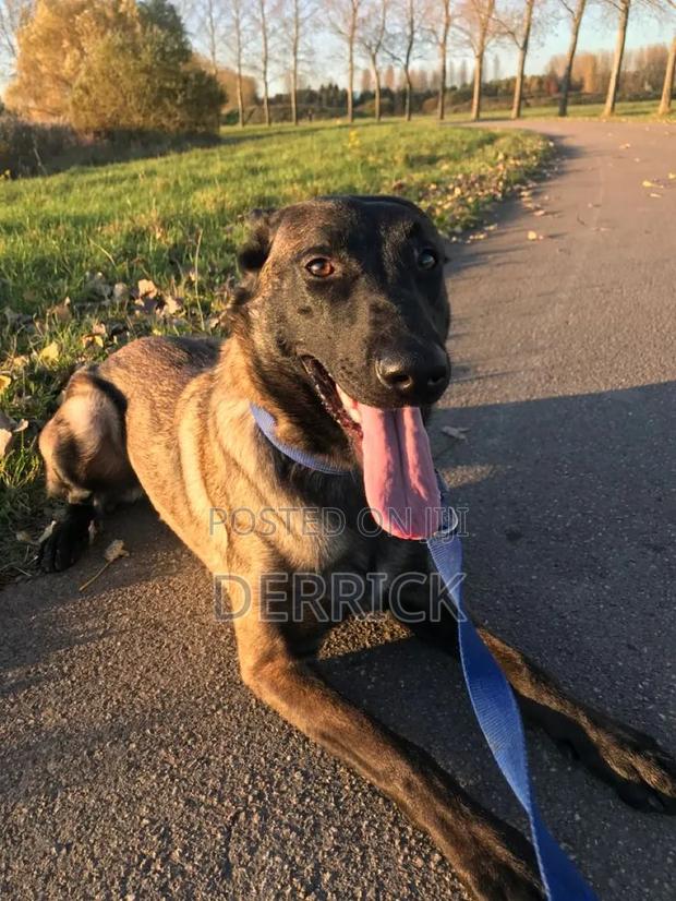 6-12 months Male Purebred Belgian Malinois - thumbnail 12