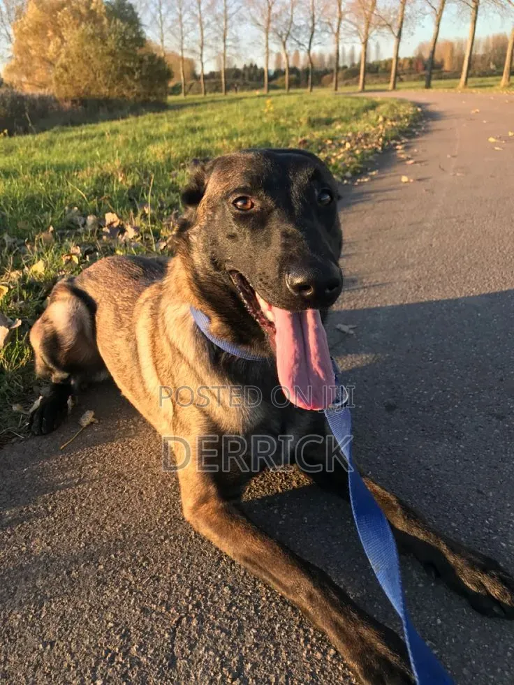 6-12 months Male Purebred Belgian Malinois