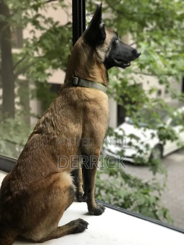 6-12 months Male Purebred Belgian Malinois