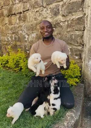 1-3 months Female Purebred Japanese Spitz