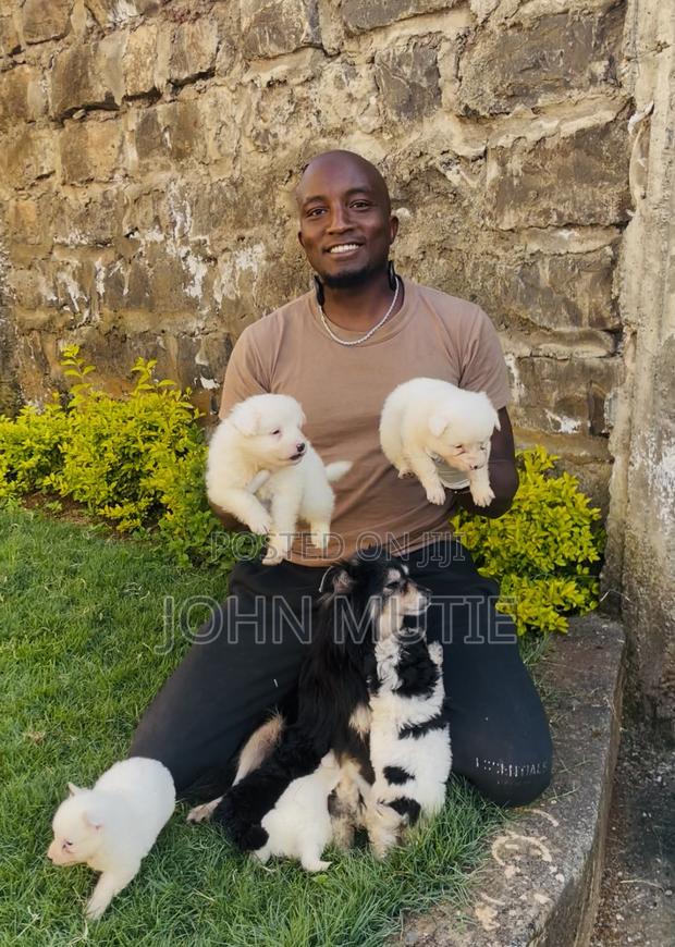 1-3 months Female Purebred Japanese Spitz