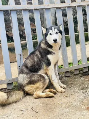 6-12 months Male Purebred Siberian Husky