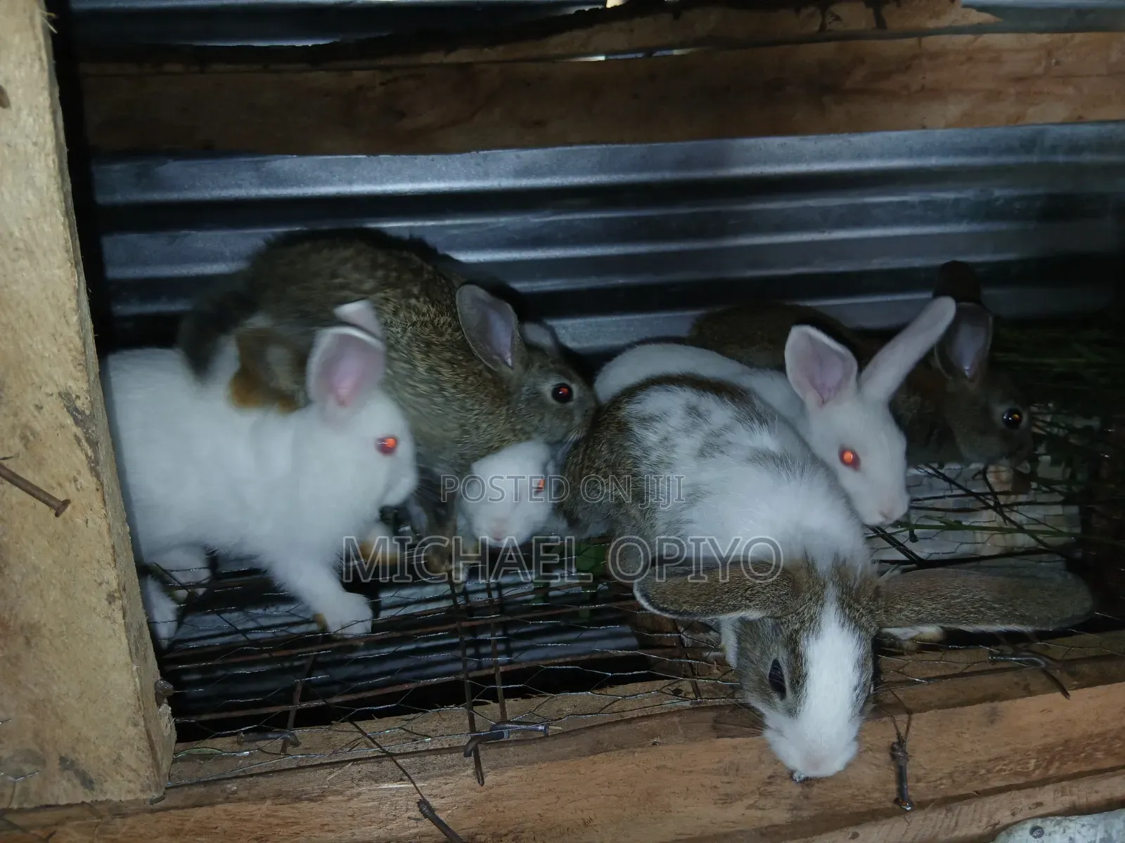 Rabbit Sales