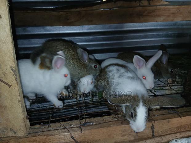 Rabbit Sales - thumbnail 2
