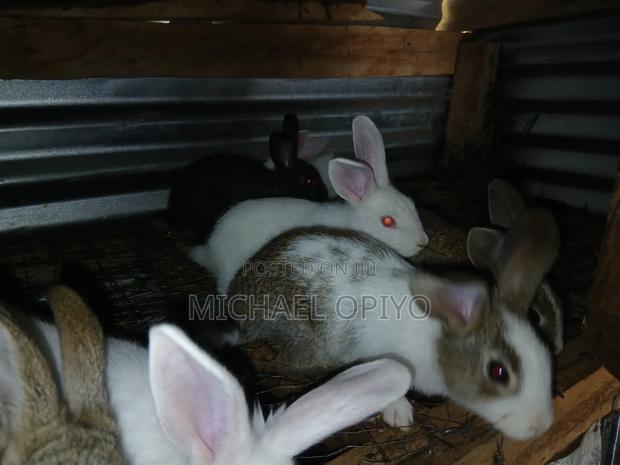 Rabbit Sales - thumbnail 3