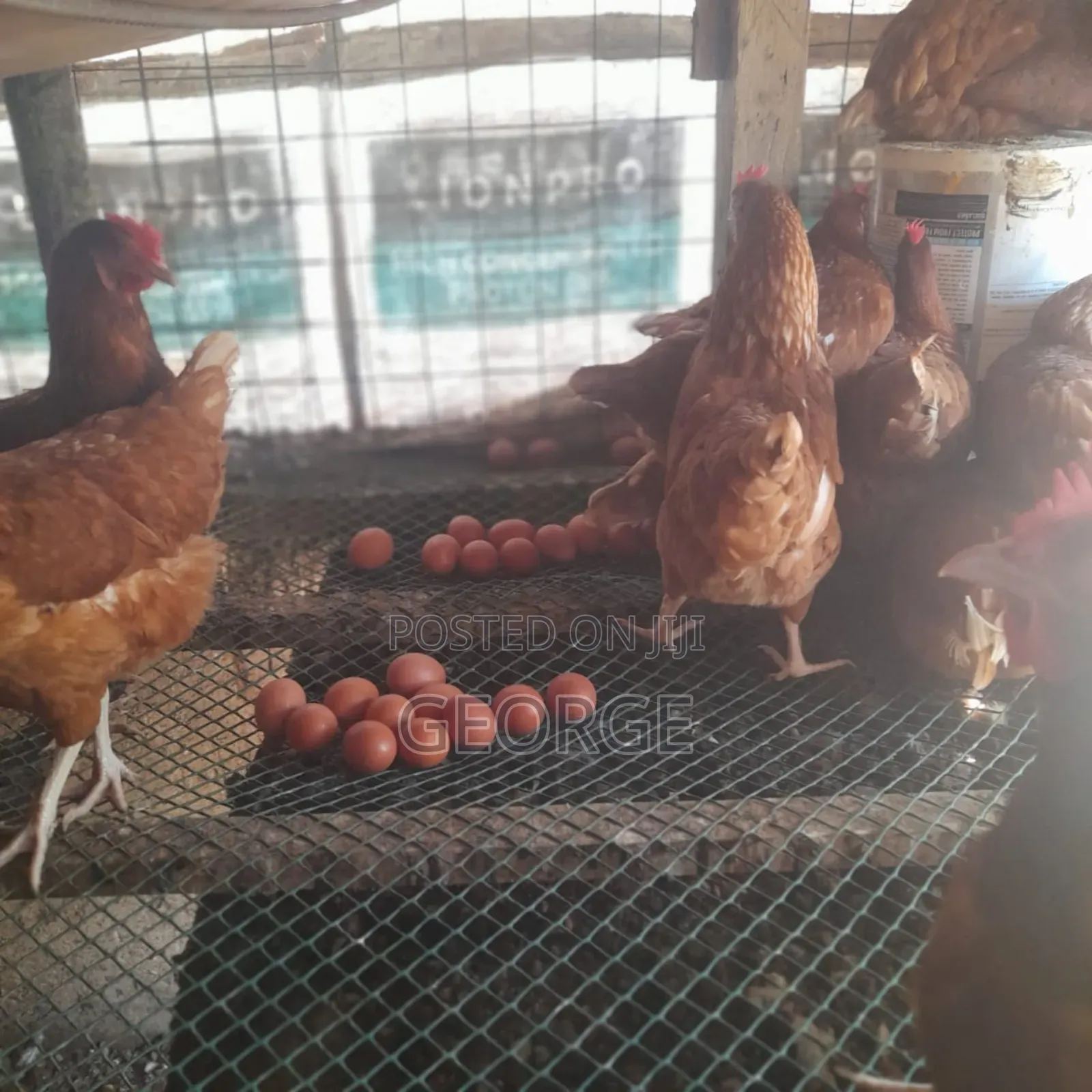 Chicken Eggs