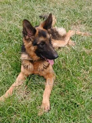 1+ year Male Purebred German Shepherd