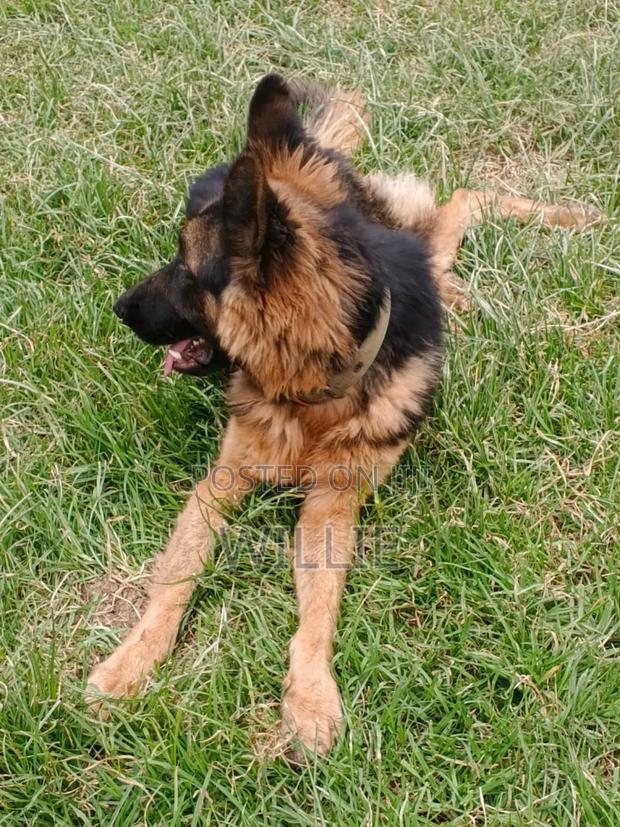 1+ year Male Purebred German Shepherd - thumbnail 2