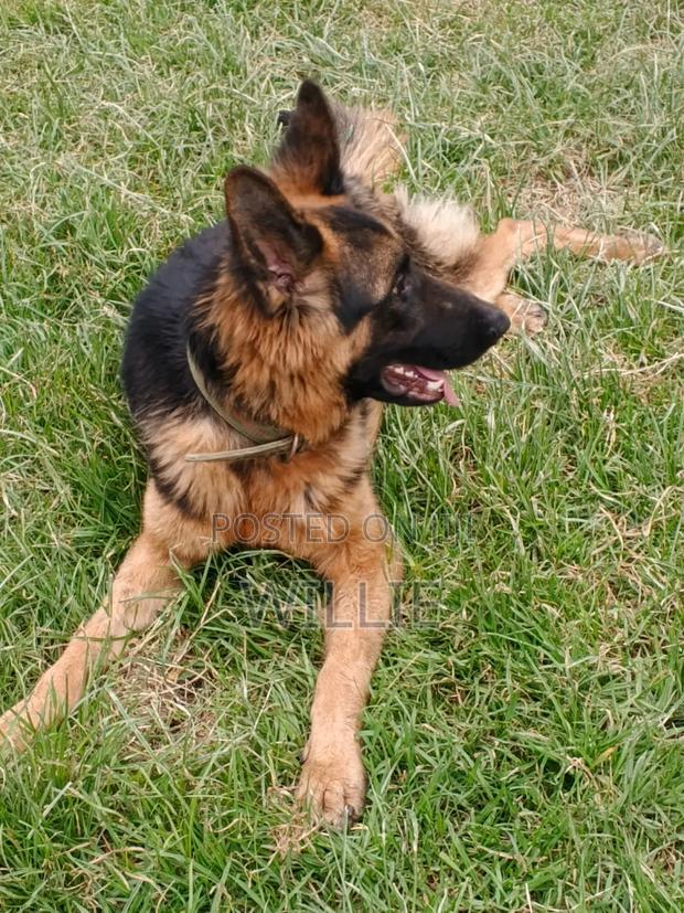 1+ year Male Purebred German Shepherd - thumbnail 3