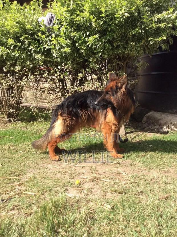 1+ year Male Purebred German Shepherd - thumbnail 5