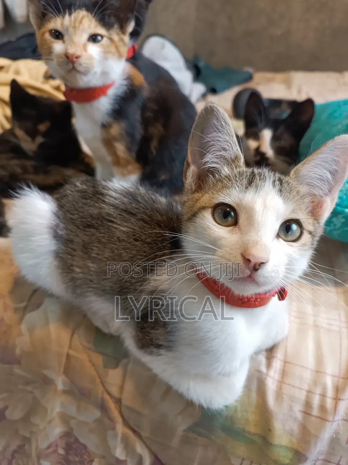 1-3 months Female Mixed Breed Cat