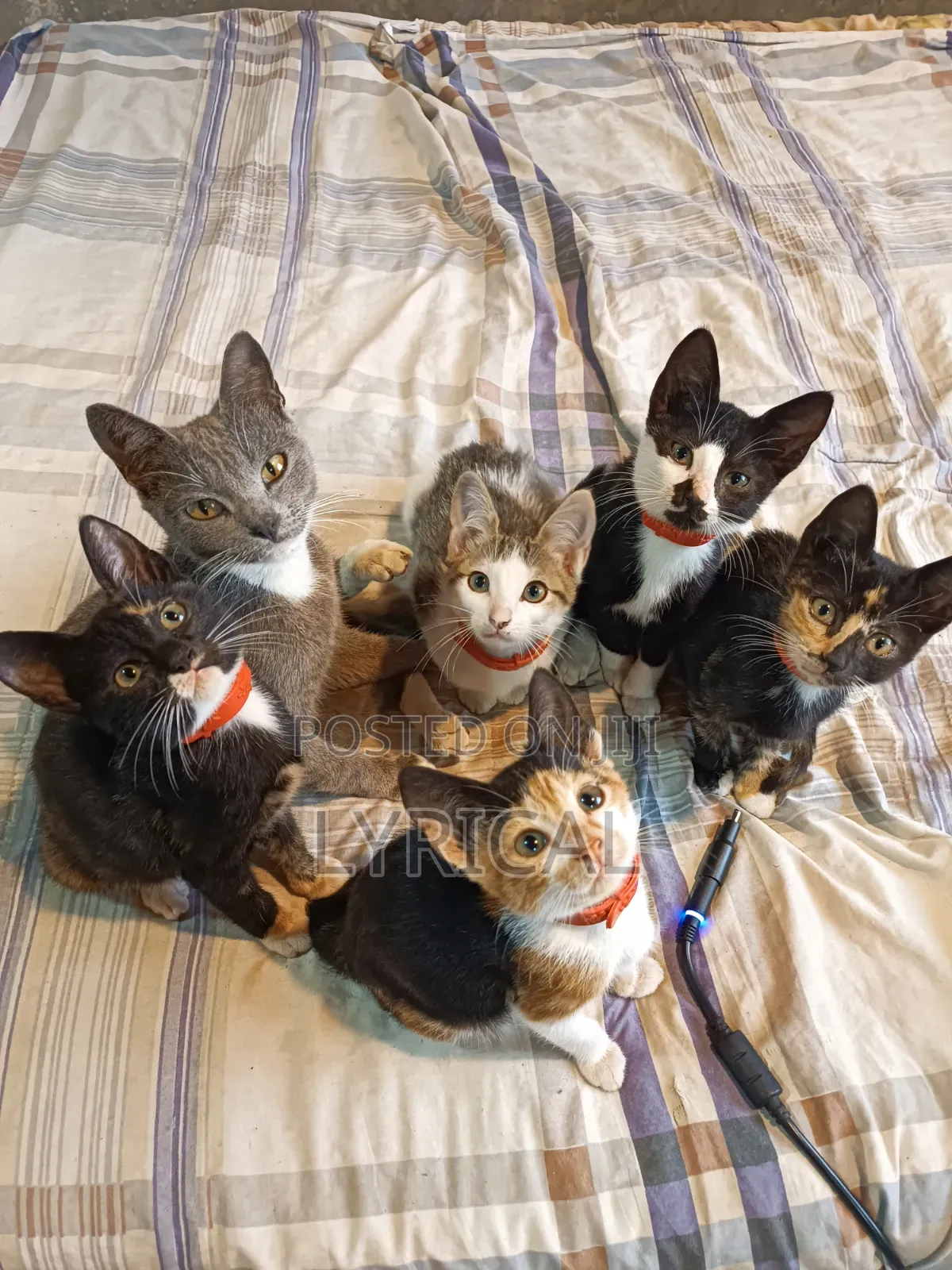 1-3 months Female Mixed Breed Cat