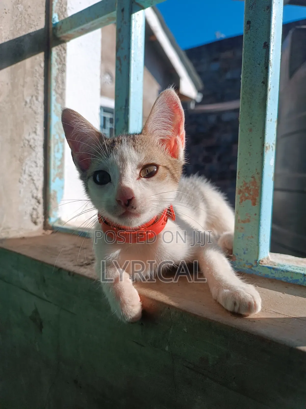 1-3 months Female Mixed Breed Cat