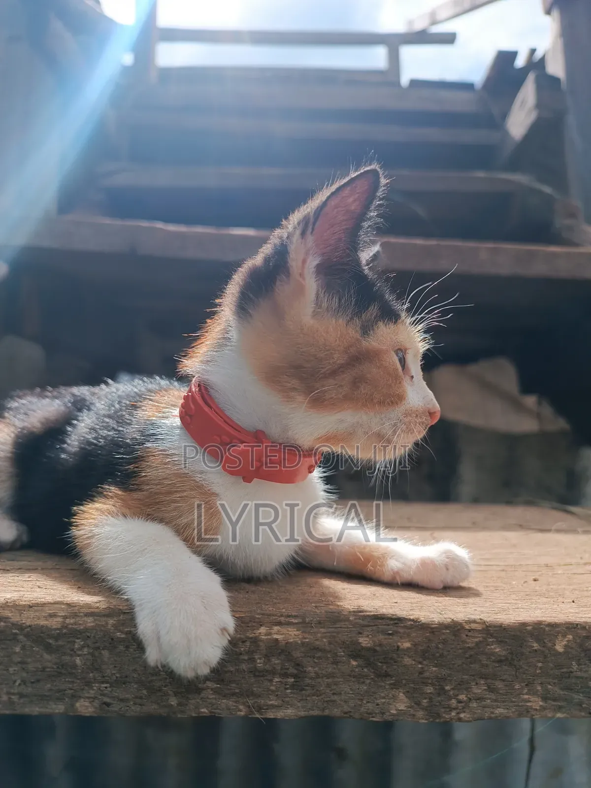 1-3 months Female Mixed Breed Cat