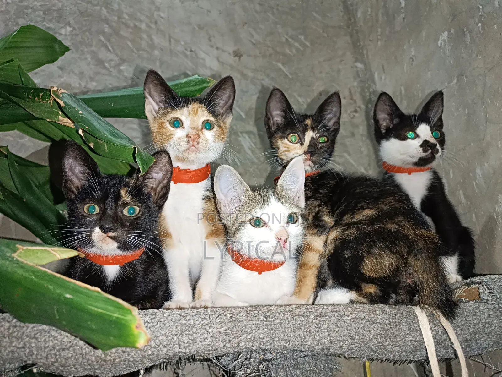 1-3 months Female Mixed Breed Cat
