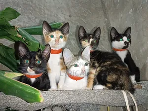 1-3 months Female Mixed Breed Cat
