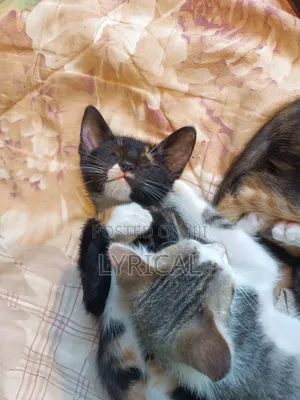 1-3 months Female Mixed Breed Cat