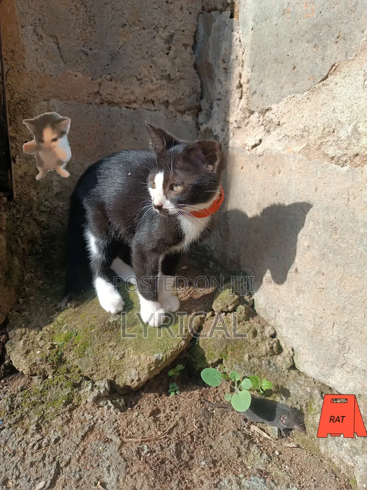 1-3 months Female Mixed Breed Cat