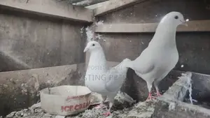 Speeds Pegions