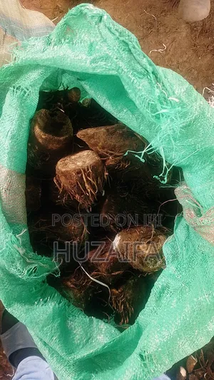 Araw Root (Nduma)