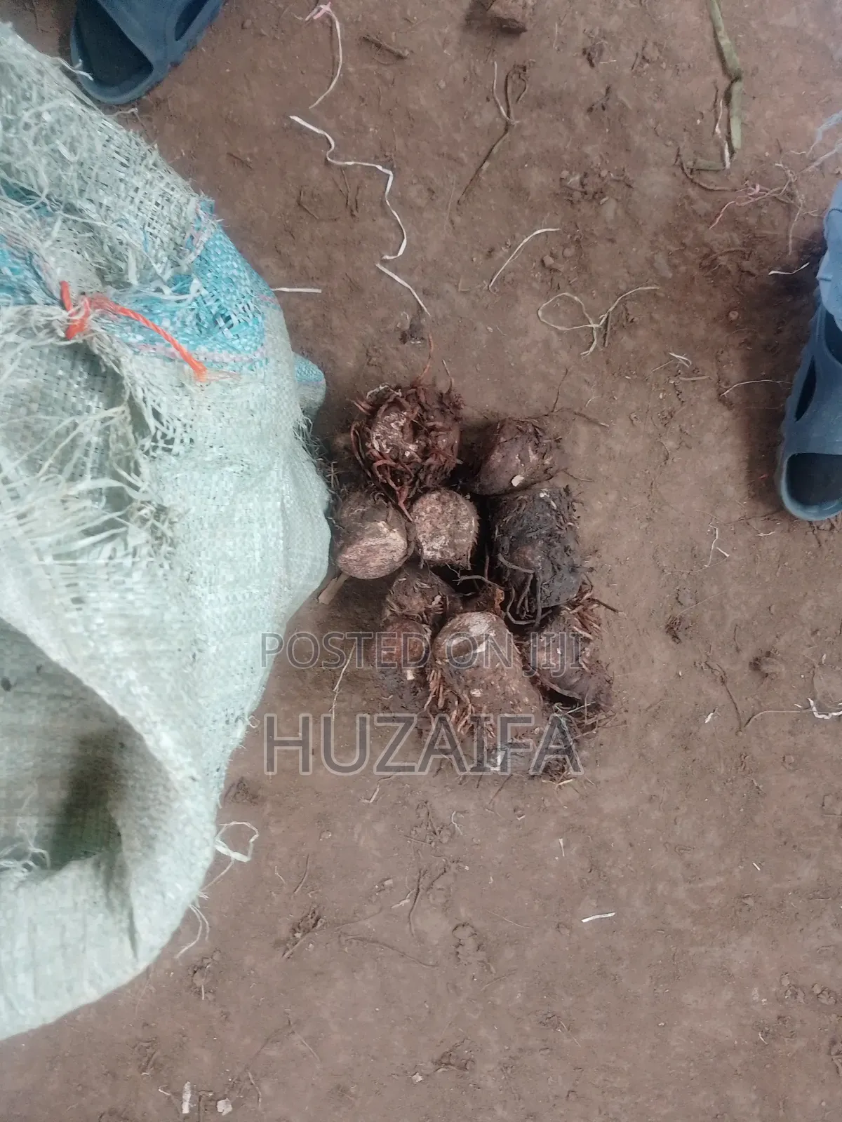 Araw Root (Nduma)