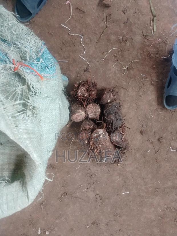 Araw Root (Nduma) - thumbnail 2