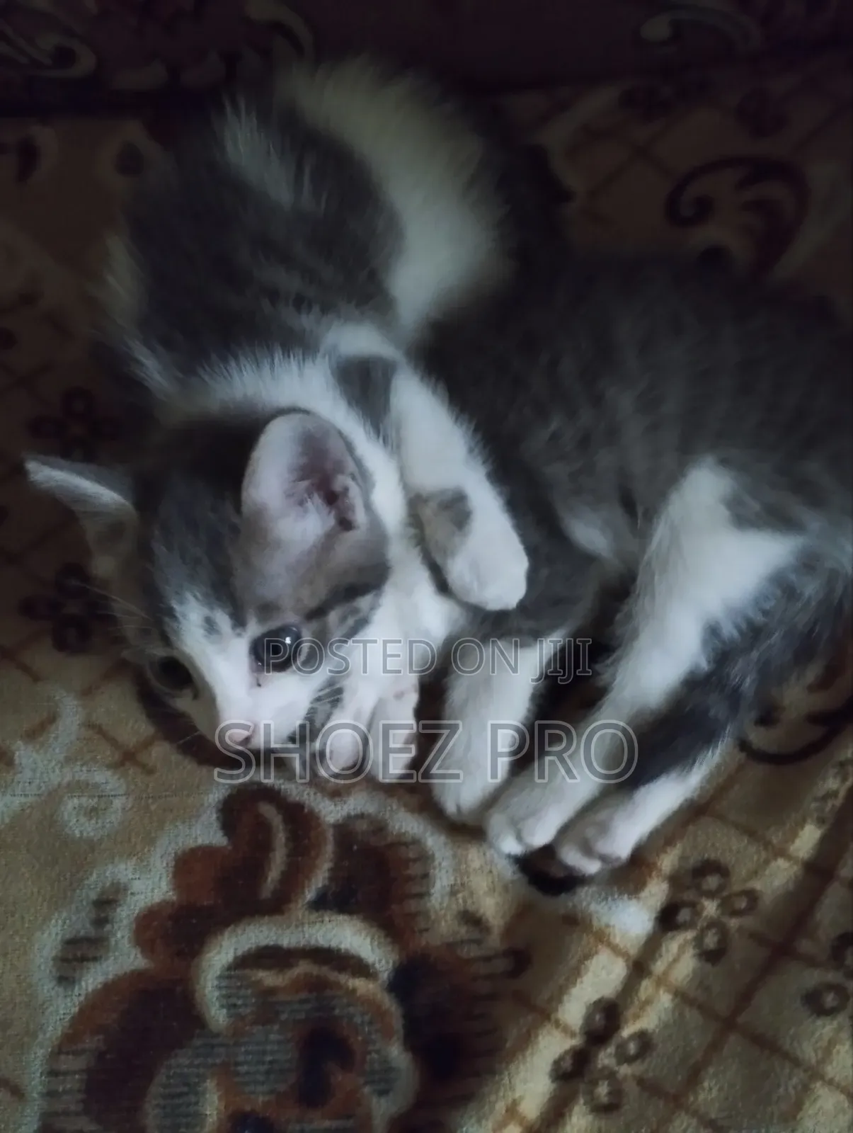 1-3 months Male Mixed Breed Cat