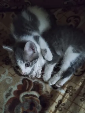 1-3 months Male Mixed Breed Cat