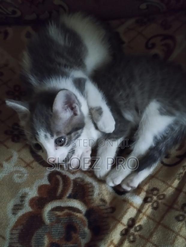 1-3 months Male Mixed Breed Cat