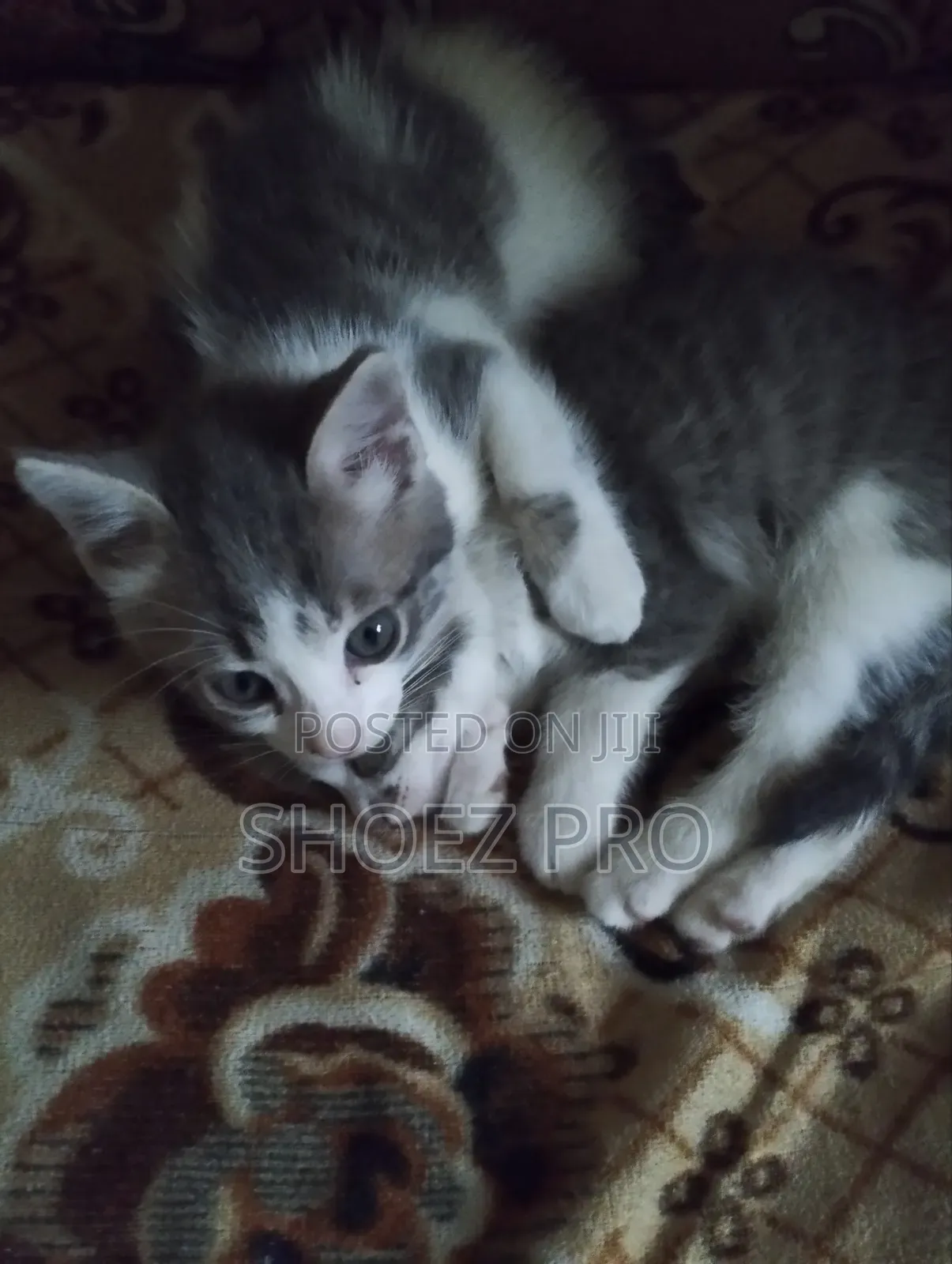 1-3 months Male Mixed Breed Cat
