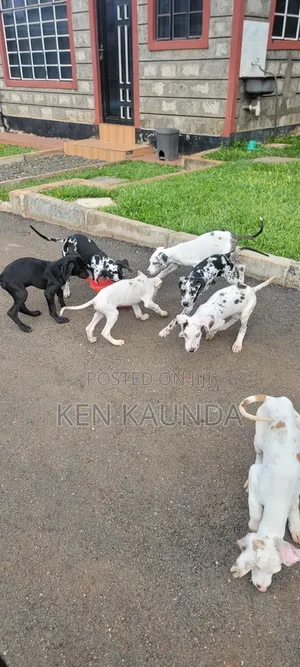 3-6 months Male Purebred Great Dane
