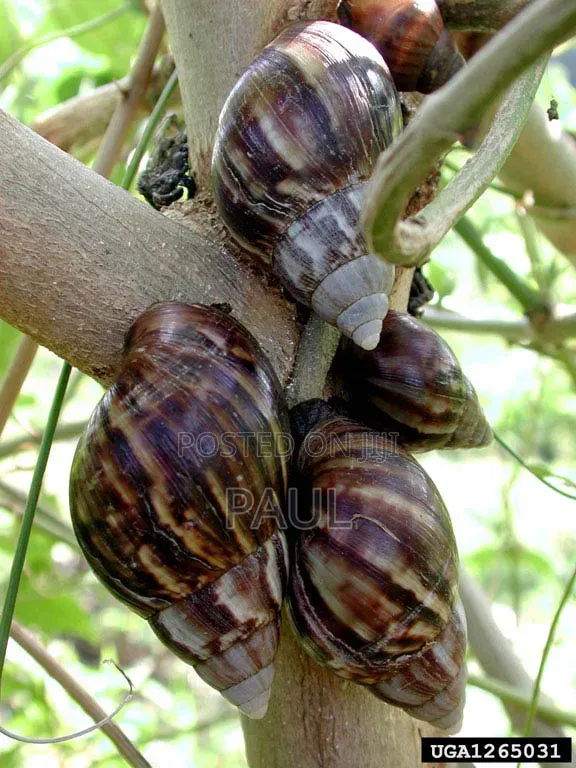 Lisachatina Fulica Snail Pets