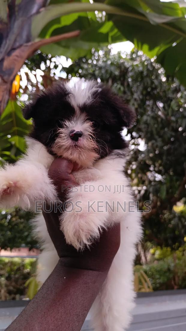1-3 months Male Purebred Havanese