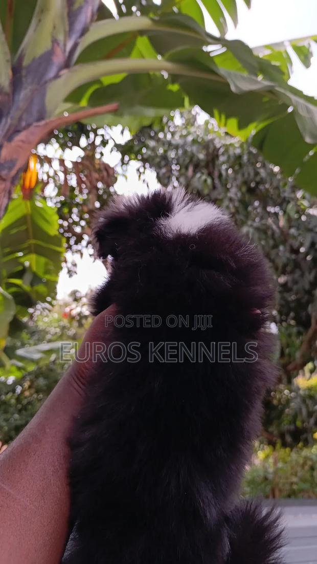 1-3 months Male Purebred Havanese - thumbnail 2