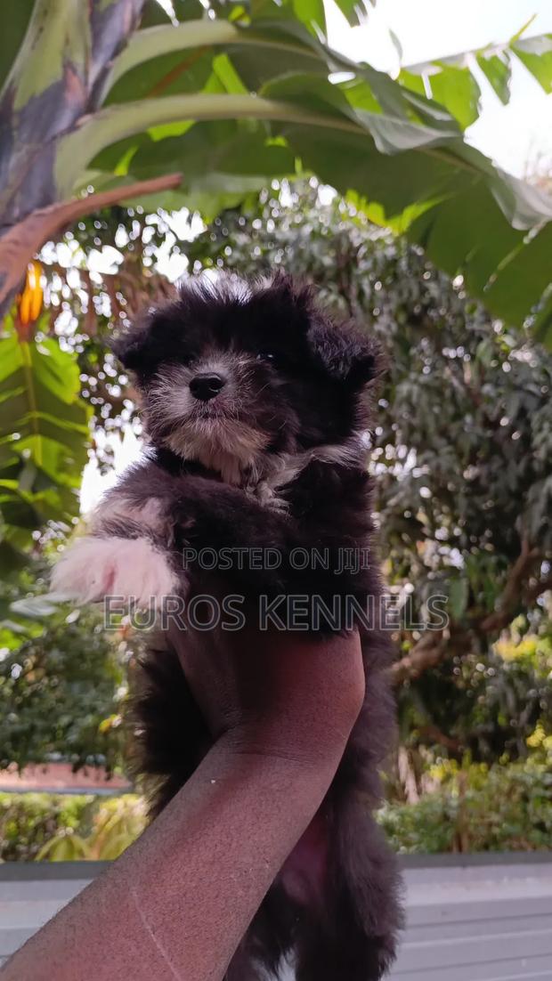 1-3 months Male Purebred Havanese - thumbnail 3